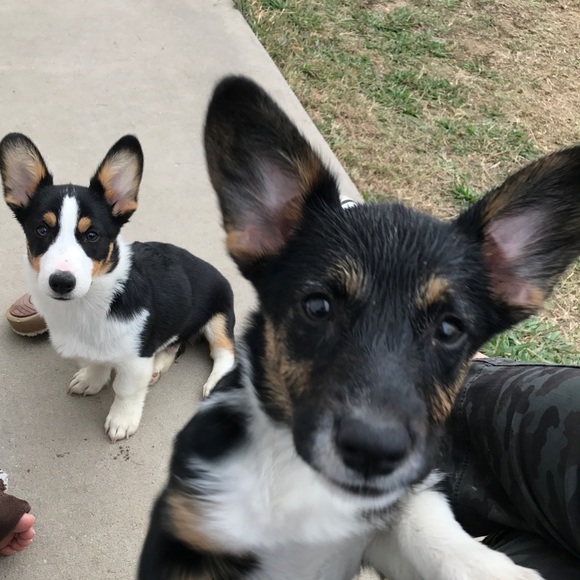 mustlovecorgis